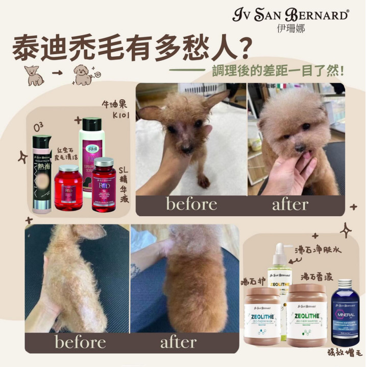 泰迪秃毛大逆袭|伊珊娜唤醒蓬松绒毛